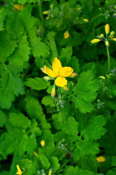 Tomada Radical Folhas Celandine Início Vegetação — Fotografia de Stock