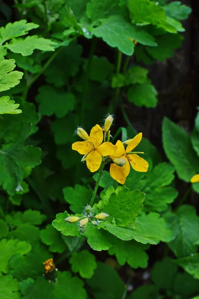 Tomada Radical Folhas Celandine Início Vegetação — Fotografia de Stock