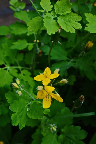 Orbita Radicale Foglie Una Celandina All Inizio Vegetazione — Foto Stock