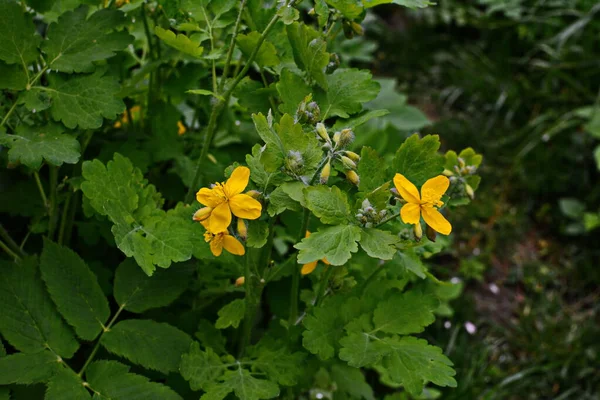 Prise Radicale Des Feuilles Chélandine Début Végétation — Photo