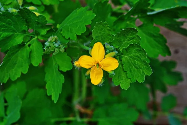 Tomada Radical Folhas Celandine Início Vegetação — Fotografia de Stock