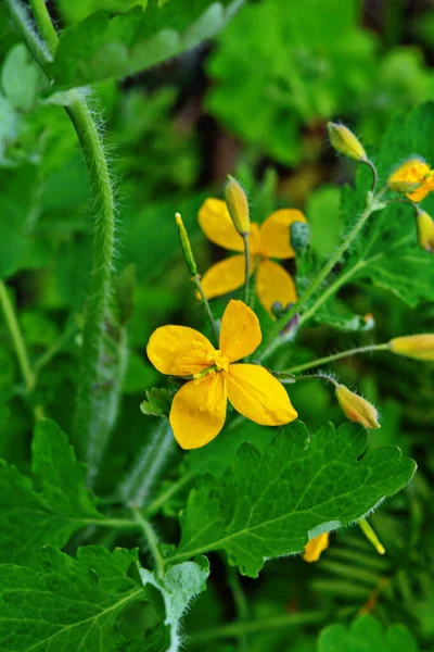 Orbita Radicale Foglie Una Celandina All Inizio Vegetazione — Foto Stock