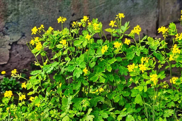 Radicale Socket Van Bladeren Van Een Celandine Aan Het Begin — Stockfoto