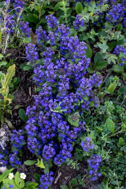 Mavi çiçekler yeşil arka planda Ajuga genevensis. Ajuga genevensis (ayrıca Dik Boru, Mavi Boru, Mavi Bugleweed, Mavi Bugleweed olarak da bilinir), Avrupa 'da yetişen bir bitki türü..