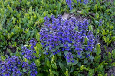 Mavi çiçekler yeşil arka planda Ajuga genevensis. Ajuga genevensis (ayrıca Dik Boru, Mavi Boru, Mavi Bugleweed, Mavi Bugleweed olarak da bilinir), Avrupa 'da yetişen bir bitki türü..