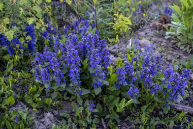 Mavi çiçekler yeşil arka planda Ajuga genevensis. Ajuga genevensis (ayrıca Dik Boru, Mavi Boru, Mavi Bugleweed, Mavi Bugleweed olarak da bilinir), Avrupa 'da yetişen bir bitki türü..