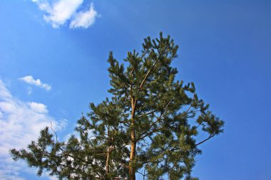 Genç bir çam ağacının yakın çekimi. Dalların üzerinde koniler var. Mavi gökyüzünün arka planına karşı. Doğal ışık.