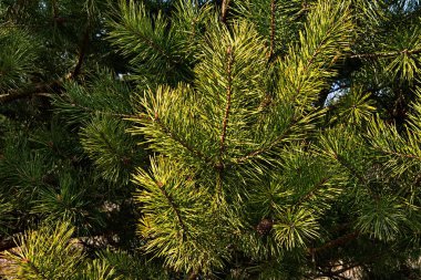 Genç bir çam ağacının yakın çekimi. Dalların üzerinde koniler var. Mavi gökyüzünün arka planına karşı. Doğal ışık.