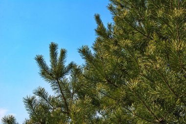Genç bir çam ağacının yakın çekimi. Dalların üzerinde koniler var. Mavi gökyüzünün arka planına karşı. Doğal ışık.