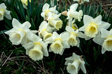 Parlak narsis çiçekleri, yaklaşın. Güzel sarı narsisli çiçekleri yakından izleyin.