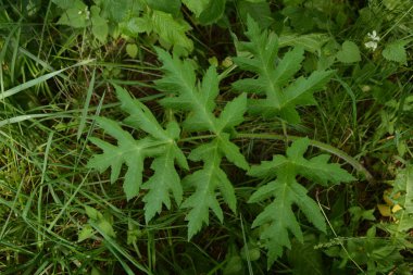 Heracleum sphondylium yeşil yaprakları (Heracleum sphondylium) .Grande Berce, Berce spondyle, Heracleum sphondylium.