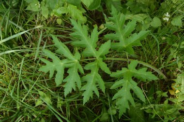 Heracleum sphondylium yeşil yaprakları (Heracleum sphondylium) .Grande Berce, Berce spondyle, Heracleum sphondylium.