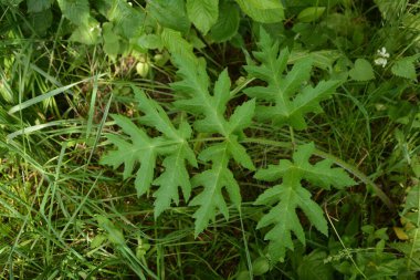 Heracleum sphondylium yeşil yaprakları (Heracleum sphondylium) .Grande Berce, Berce spondyle, Heracleum sphondylium.