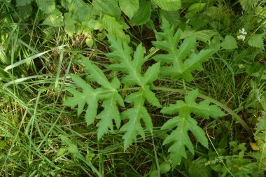 Heracleum sphondylium yeşil yaprakları (Heracleum sphondylium) .Grande Berce, Berce spondyle, Heracleum sphondylium.