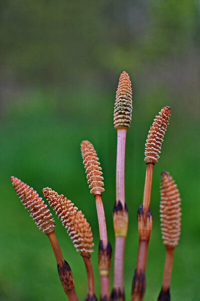 Field Horsetail. Common Horsetail.Field horsetail (Equisetum arvense) fertile stem