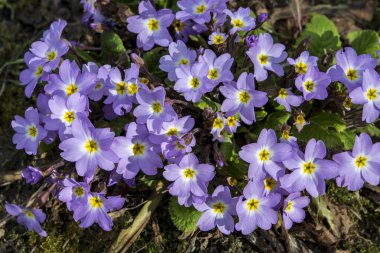 Primrose, Primula vulgaris çiçeğinin ayrıntıları. Sıradan bir çuha çiçeği ya da İngiliz çuha çiçeği, Avrupa 'nın sağlıklı çiçekleri. Bitkisel ilaçlar. İlkbaharda çuha çiçekleri. Çiçek bahçesinin güzel renkleri.