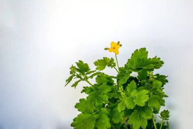 Büyük Celandine (Tetterwort, Swallowwort veya Chelidonium Majus) Beyaz Arkaplanda izole edilmiş çiçek.