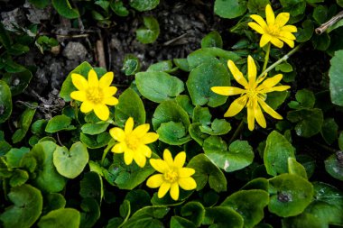 Bahar sarısı çiçekleri, Ficaria verna (eski adıyla Ranunculus ficaria L.), genellikle daha az celandine veya pilewort olarak bilinir.