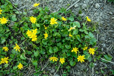 Bahar sarısı çiçekleri, Ficaria verna (eski adıyla Ranunculus ficaria L.), genellikle daha az celandine veya pilewort olarak bilinir.