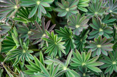 Soyut bahçe kompozisyonu. Lupin yaprakları yatakta (Lupinus polyphyllus) yakınlaşır. Bahçedeki bitkilerin bileşimi. Bitkisel hayat teması. Yeşilin tonları.