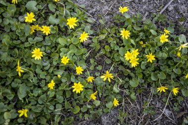 Bahar sarısı çiçekleri, Ficaria verna (eski adıyla Ranunculus ficaria L.), genellikle daha az celandine veya pilewort olarak bilinir.