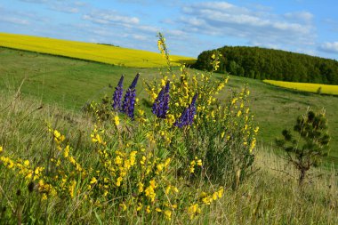 Çiçek açan meyve bahçesi ve tecavüz tarlasıyla güzel bir bahar manzarası. Tarlada sarı tecavüz çiçekleri. Kırsal ve bahar manzarası. Çiçek açan alanlar.