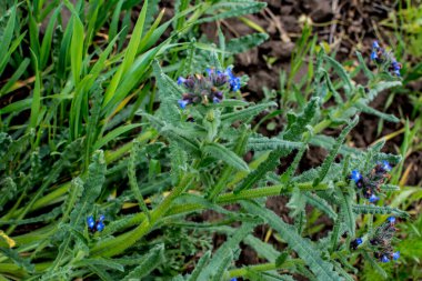 Anchusa, Lycopsis arvensis. Böcek ilacı, Dil öküzü çiçek açtı. Yabani bitkinin mavi çiçeği küçük böcek parlatıcısı.