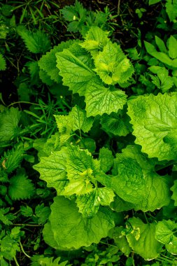Çiçekler ve yeşil yapraklı çalılık sarımsak bitkisi (Alliaria petiolata), hardalgiller (Brassicaceae) familyasından bir bitki türü..