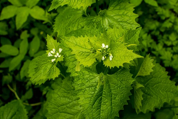 Καλλιέργειες Σκόρδου Alliaria Petiolata Άνθη Και Πράσινα Φύλλα Alliaria Petiolata — Φωτογραφία Αρχείου