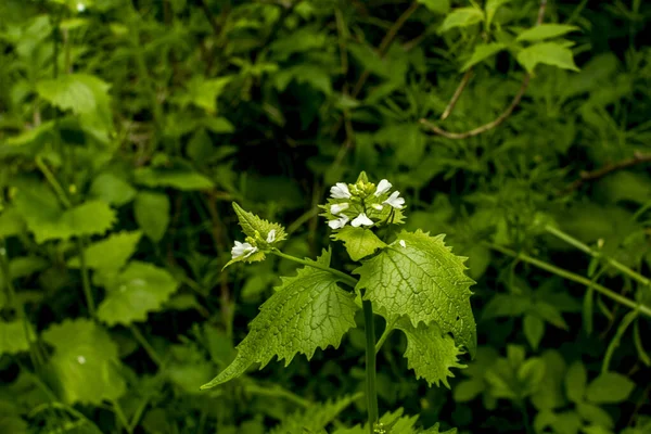 Çiçekler Yeşil Yapraklı Çalılık Sarımsak Bitkisi Alliaria Petiolata Hardalgiller Brassicaceae — Stok fotoğraf