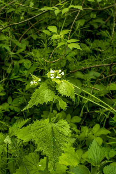 Çiçekler Yeşil Yapraklı Çalılık Sarımsak Bitkisi Alliaria Petiolata Hardalgiller Brassicaceae — Stok fotoğraf