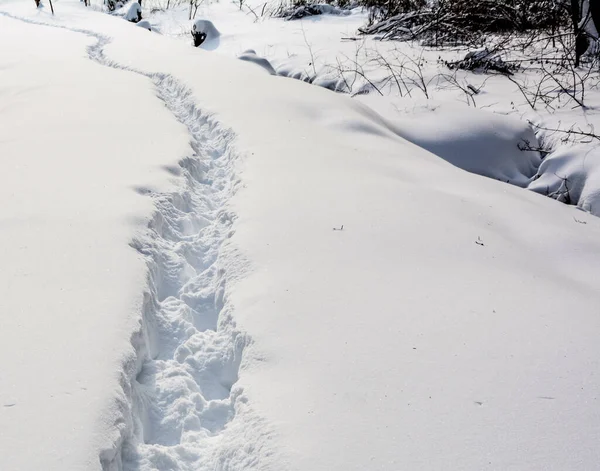 Human feet traces in the snow. Footprints alley through the snow. Winter background. Snow-covered nature. Wandering alone. Snow pathway.