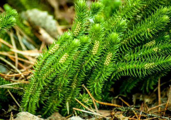 A marsh plant Lycopodium clavatum in the forest.Blooming stagshorn clubmoss, Lycopodium clavatum growing in the green spring forest, botanical natural background