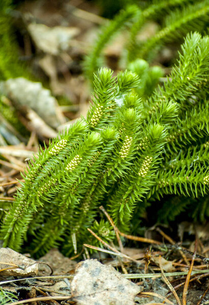 A marsh plant Lycopodium clavatum in the forest.Blooming stagshorn clubmoss, Lycopodium clavatum growing in the green spring forest, botanical natural background
