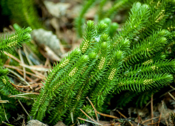 A marsh plant Lycopodium clavatum in the forest.Blooming stagshorn clubmoss, Lycopodium clavatum growing in the green spring forest, botanical natural background