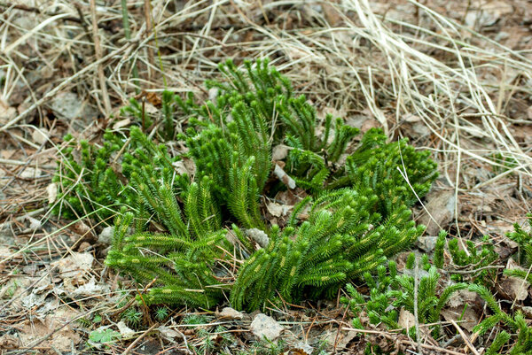 A marsh plant Lycopodium clavatum in the forest.Blooming stagshorn clubmoss, Lycopodium clavatum growing in the green spring forest, botanical natural background