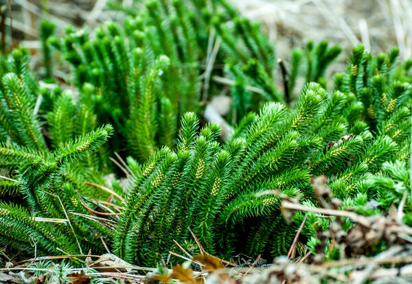 A marsh plant Lycopodium clavatum in the forest.Blooming stagshorn clubmoss, Lycopodium clavatum growing in the green spring forest, botanical natural background