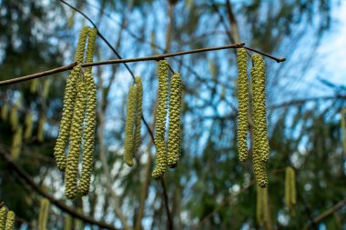 Catkins of common hazel (lat. Corylus avellana) Yakın plan