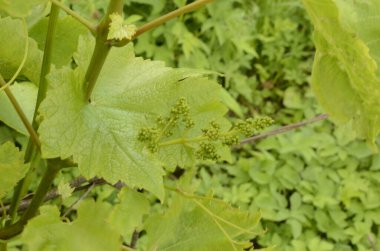 Üzümlü, çiçekli, üzümlü, üzümlü, küçük üzümlü. Bahar zamanı üzüm bağında genç yeşil üzüm dalları.