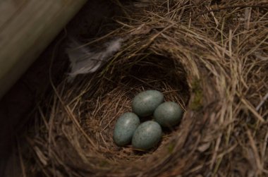 Baharda mavi yumurtalarını bırakan siyah ardıç kuşu yuvası..