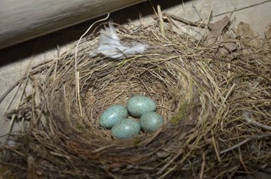Baharda mavi yumurtalarını bırakan siyah ardıç kuşu yuvası..