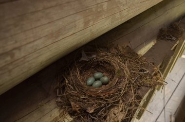 Baharda mavi yumurtalarını bırakan siyah ardıç kuşu yuvası..