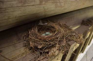 Baharda mavi yumurtalarını bırakan siyah ardıç kuşu yuvası..