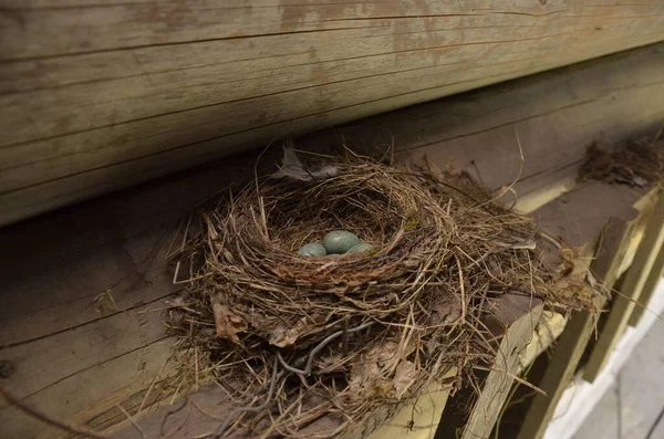 Baharda mavi yumurtalarını bırakan siyah ardıç kuşu yuvası..