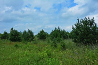 Genç bir çam ağacının yakın çekimi. Dalların üzerinde koniler var. Mavi gökyüzünün arka planına karşı. Doğal ışık.