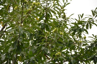 Castanea sativa Miller, Fagacea familyasından çiçekli bir bitki türüdür..