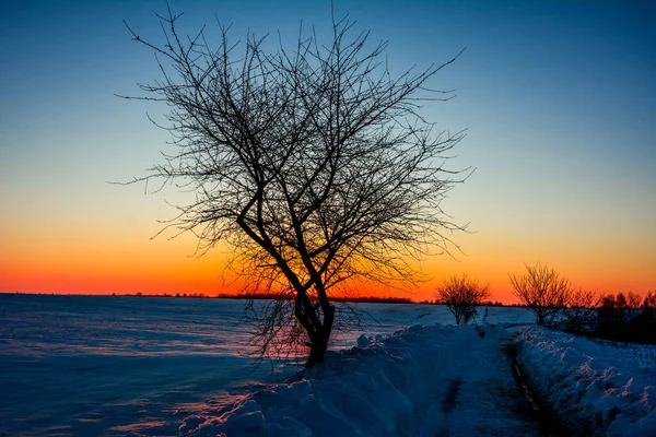 Panorama silhouette tree with sunset.Tree silhouetted against a setting sun.Dark tree on open field dramatic sunrise.Silhouettes Of Dead Tree Against Sunset Background.