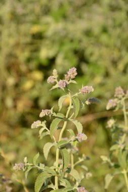Pennyroyal Mentha pulegium nane şekeri. Bulanık bir arka planda tıbbi tesisin kapanışı. Güneşli bir yaz gününde çayırda yabani bitkiler yetişir. Yeşil arkaplan.