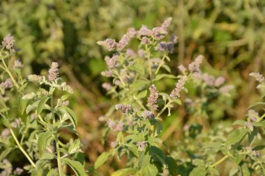 Pennyroyal Mentha pulegium nane şekeri. Bulanık bir arka planda tıbbi tesisin kapanışı. Güneşli bir yaz gününde çayırda yabani bitkiler yetişir. Yeşil arkaplan.