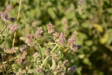 Pennyroyal Mentha pulegium nane şekeri. Bulanık bir arka planda tıbbi tesisin kapanışı. Güneşli bir yaz gününde çayırda yabani bitkiler yetişir. Yeşil arkaplan.